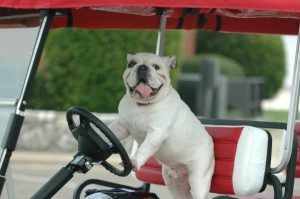 Beauregard V Beau V, 5th Live Mascot, sitting in the driver's seat of a golf cart