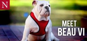 Beauregard VI Beau VI, 6th Live Mascot