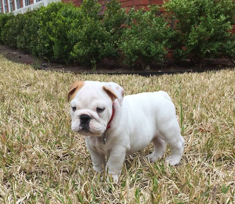 Beau VII pup image of NC bulldog mascot: Beau VII pup