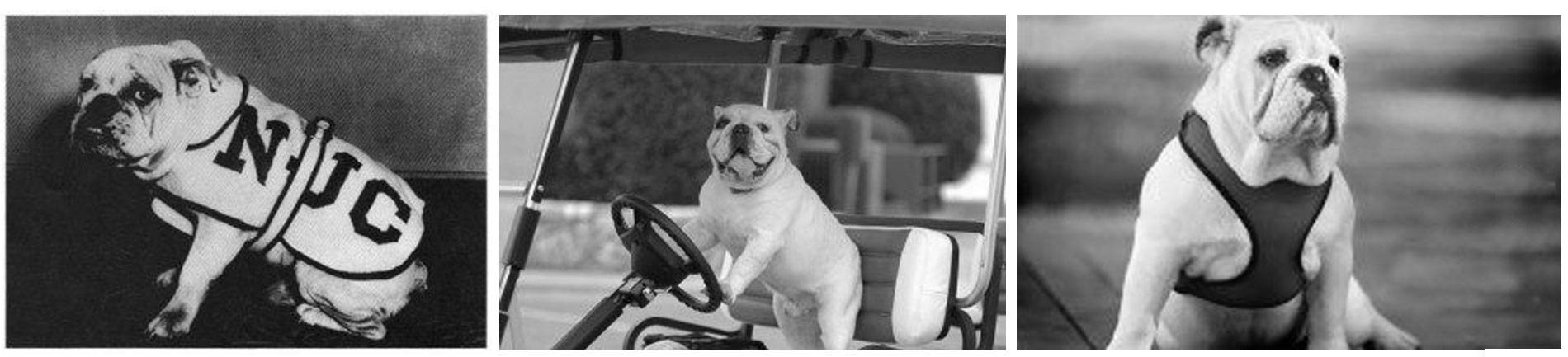 Previous 住吉祥物 Collage of previous NC bulldog mascots